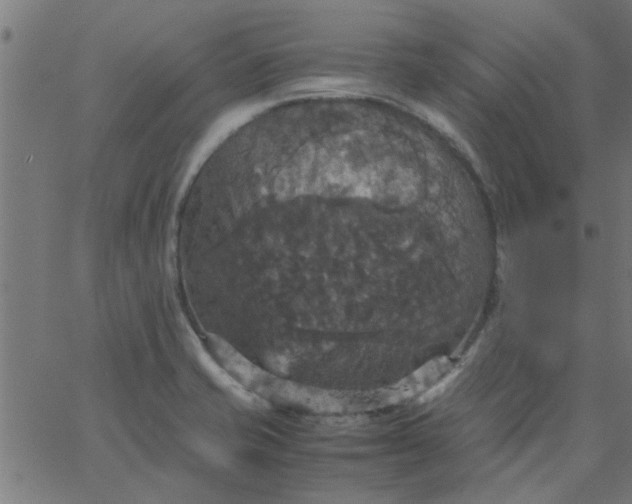 X0000066541421200603311834