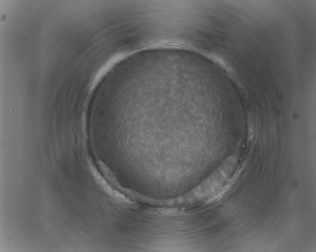 X0000066541422200603311834