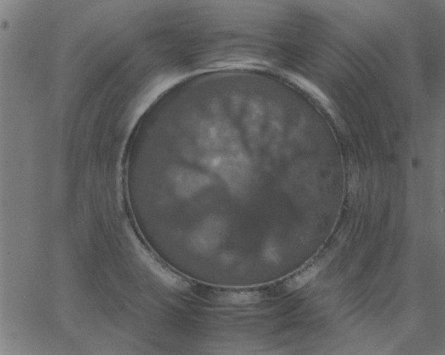 X0000066541423200603311834