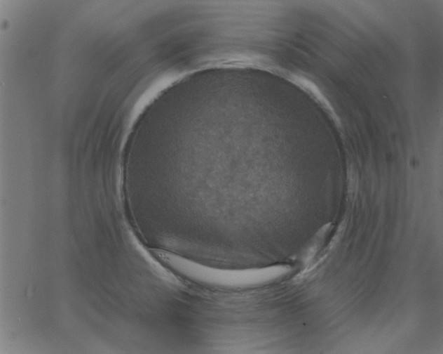 X0000066541424200603311834