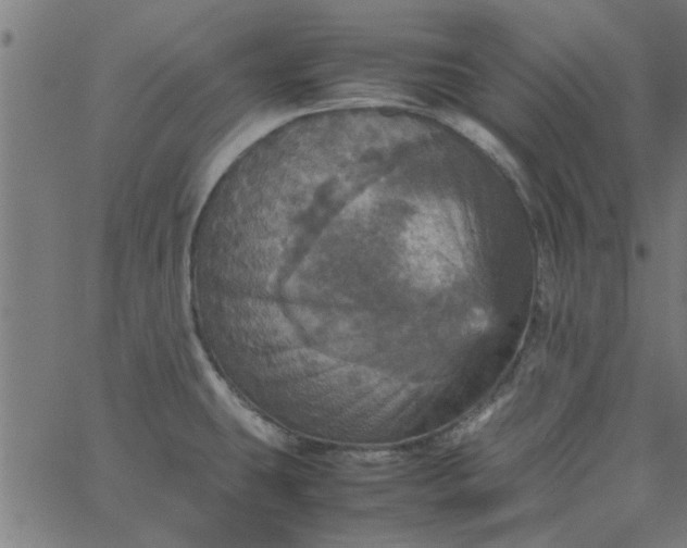 X0000066541431200603311834