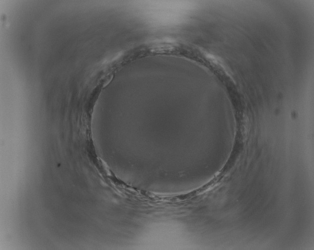 X0000066541445200603311833