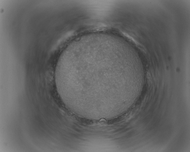 X0000066541447200603311833