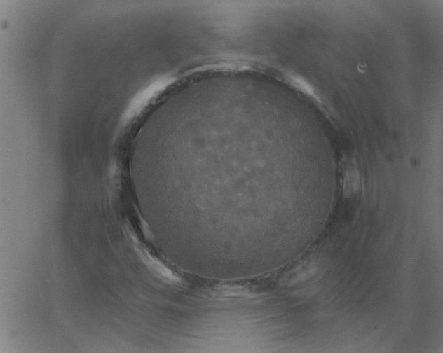 X0000066541448200603311833