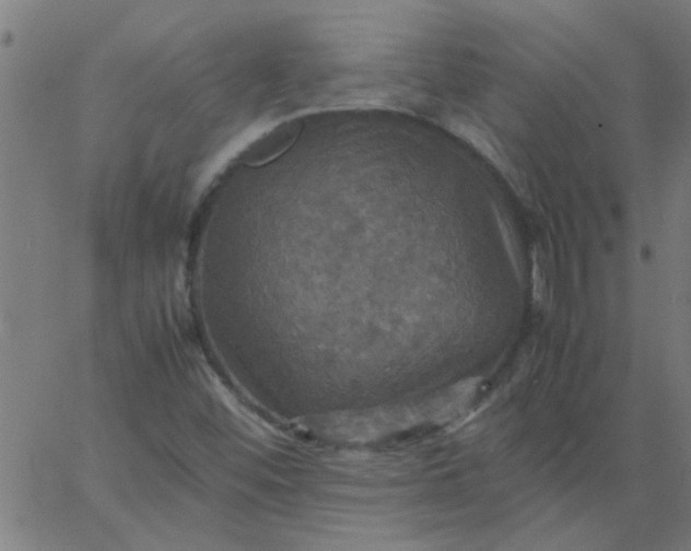 X0000066541452200603311833