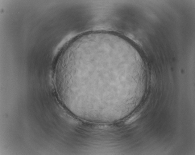 X0000066541454200603311833