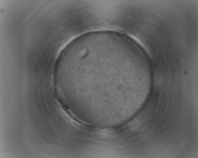 X0000066541460200603311833