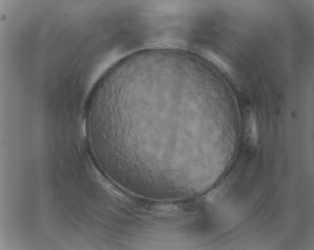 X0000066541462200603311833