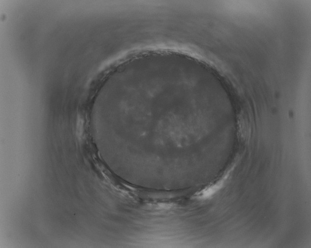 X0000066541494200603311832