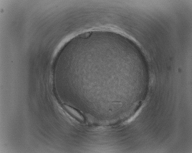 X0000066541506200603311832