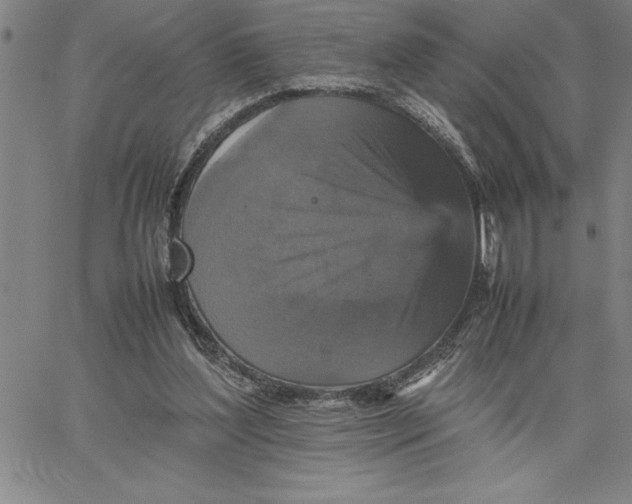 X0000066540204200604071650