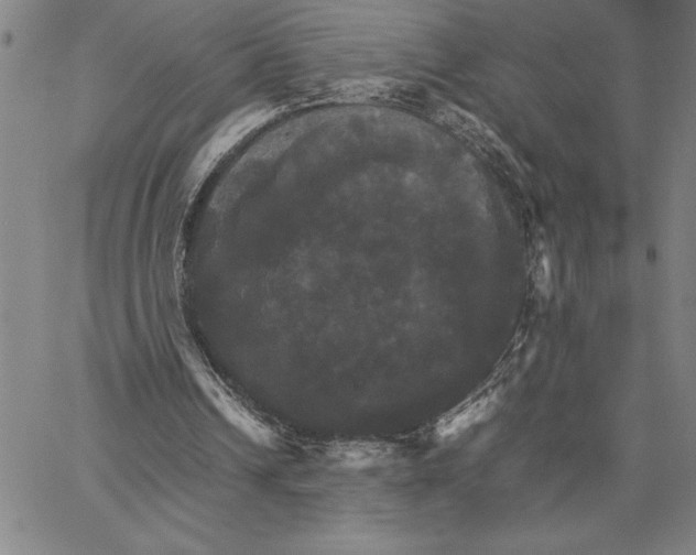 X0000066540242200604071649