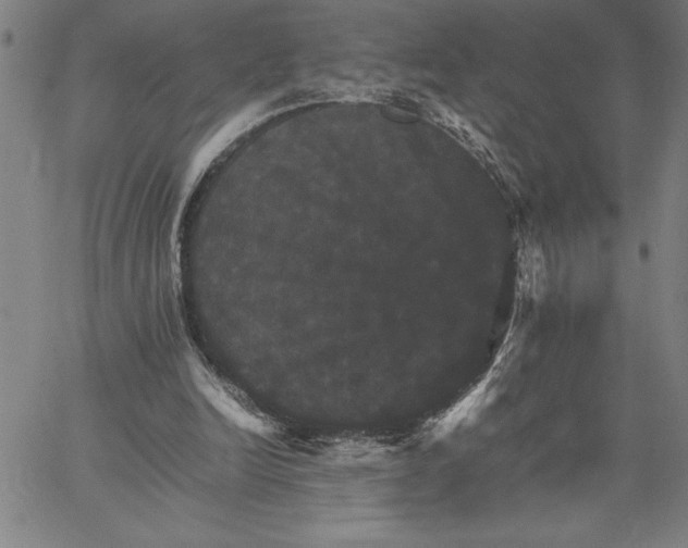 X0000066540246200604071649