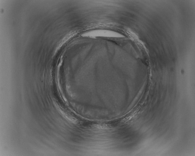 X0000066540250200604071649