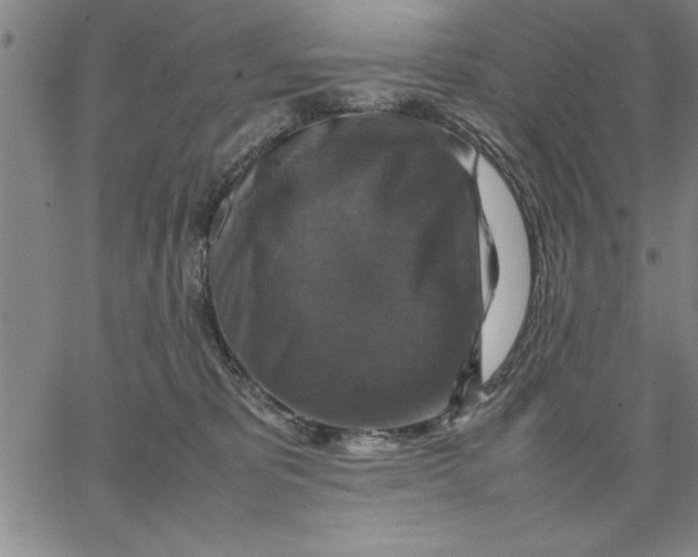 X0000066540325200604071648