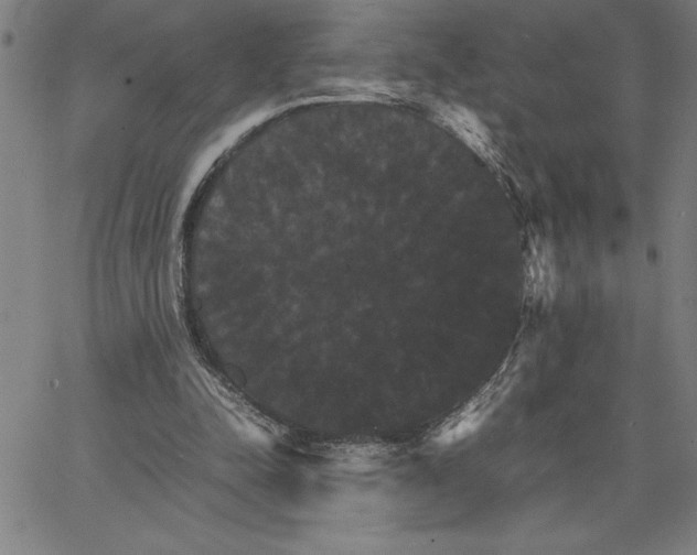 X0000066540342200604071647