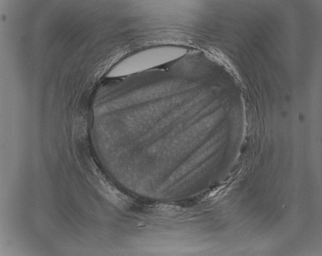 X0000066540393200604071647