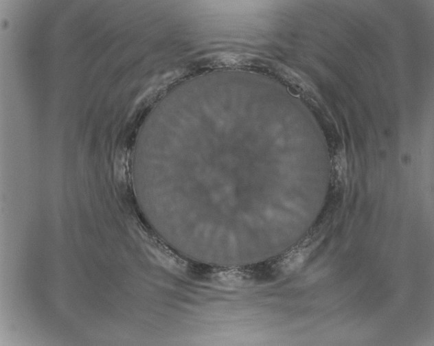 X0000066540423200604071646