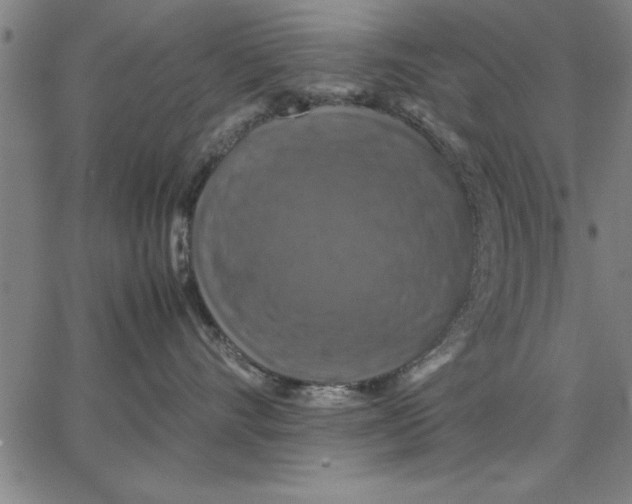 X0000066540528200604071645