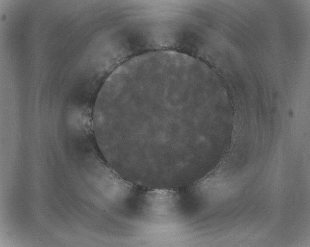 X0000066540672200604071643