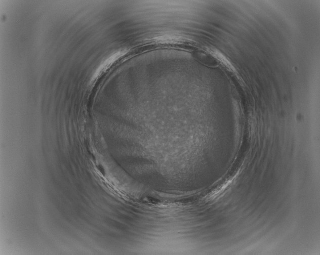 X0000066540930200604071638