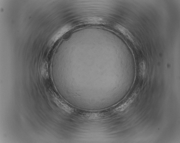 X0000066540970200604071638