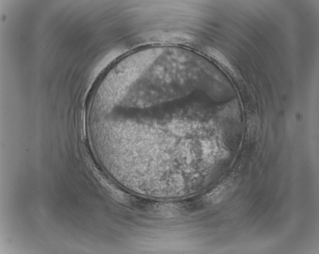 X0000066541079200604071636