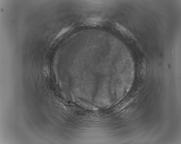 X0000066541206200604071633