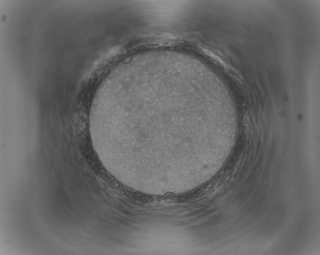 X0000066541447200604071630