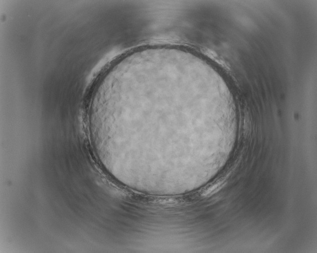 X0000066541454200604071630