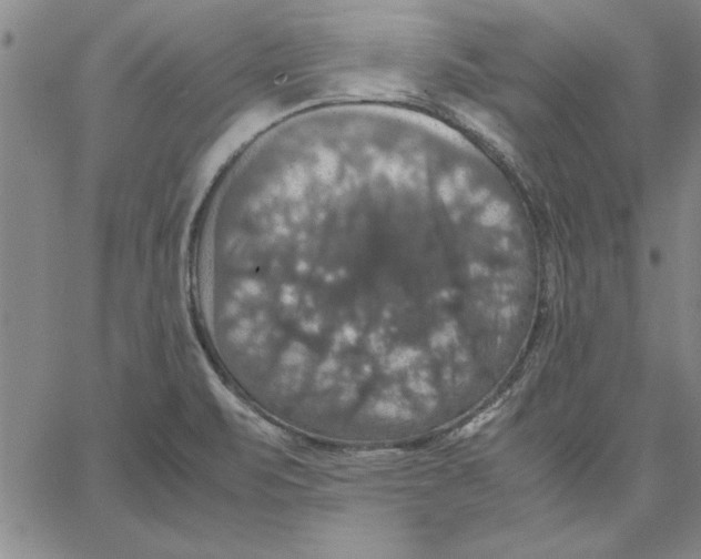 X0000066541471200604071629