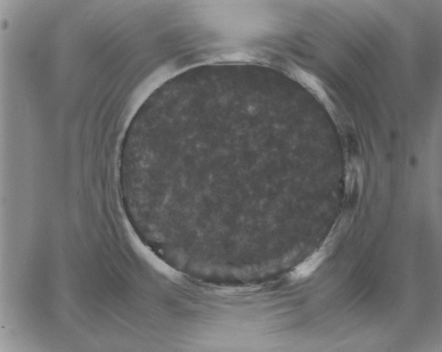 X0000066541483200604071629