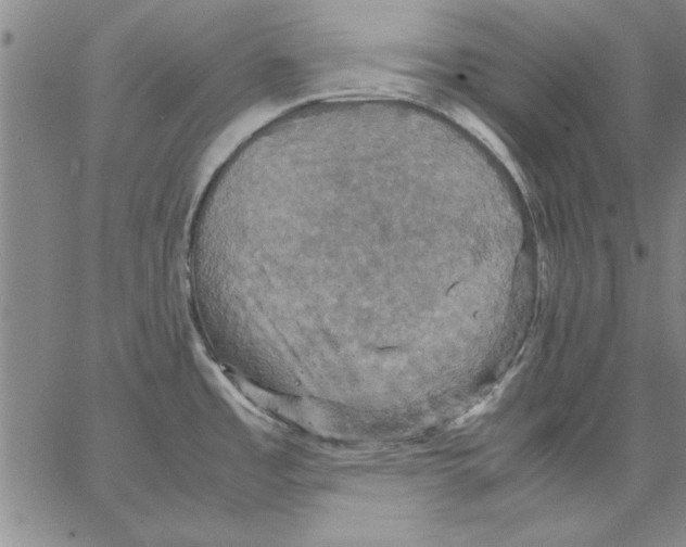 X0000066541485200604071629