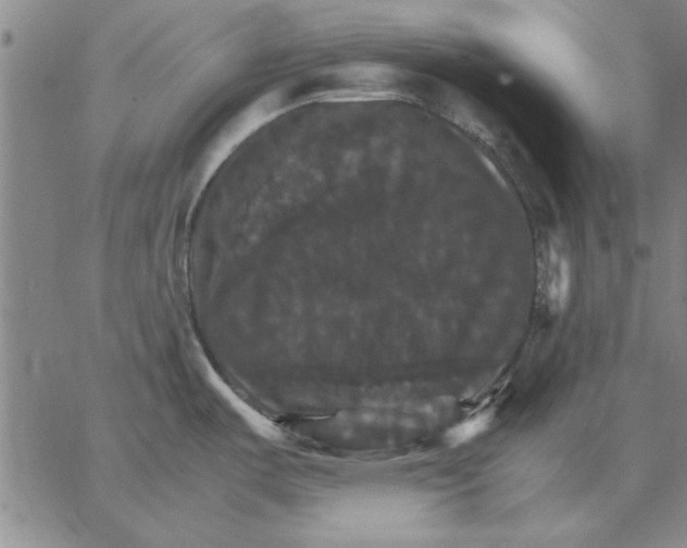 X0000066541487200604071629