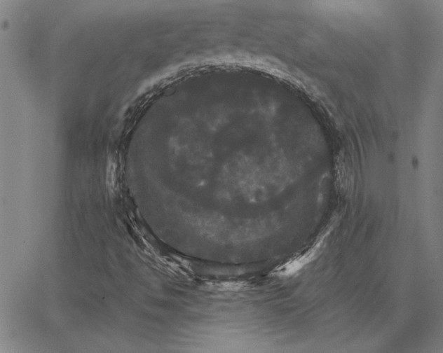 X0000066541494200604071629