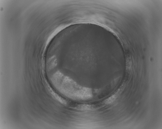 X0000066541517200604071629