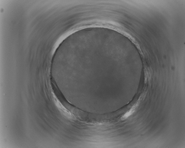 X0000066541530200604071629