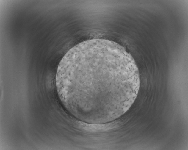 X0000066540034200604141917