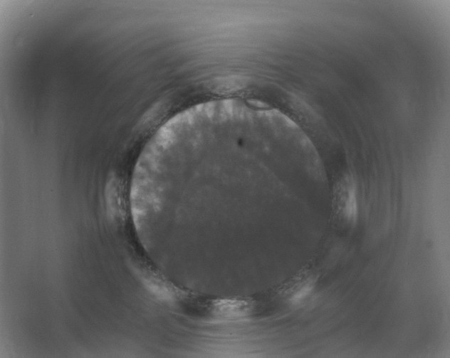 X0000066540234200604141913