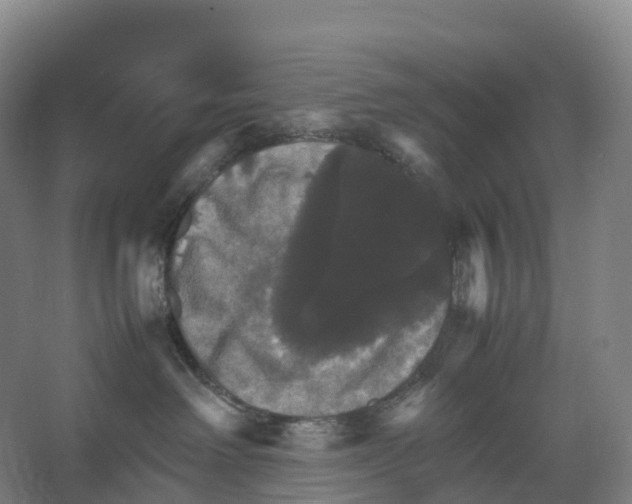 X0000066540238200604141913