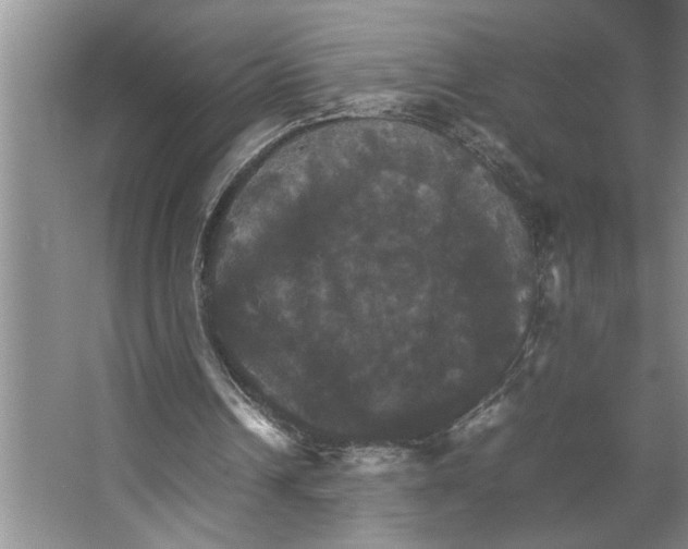 X0000066540242200604141913