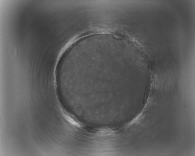 X0000066540246200604141913