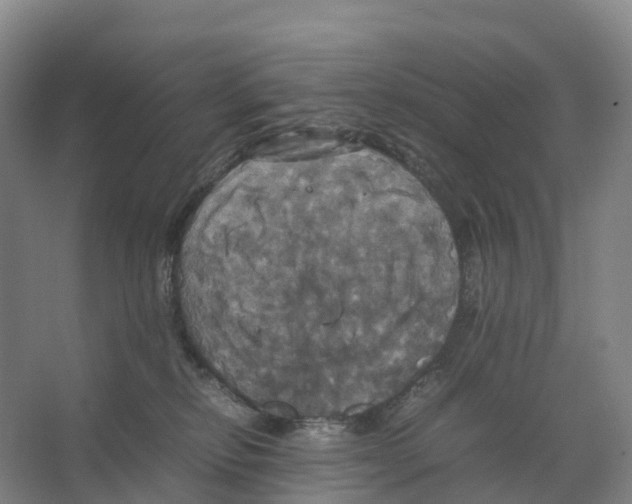 X0000066540278200604141913