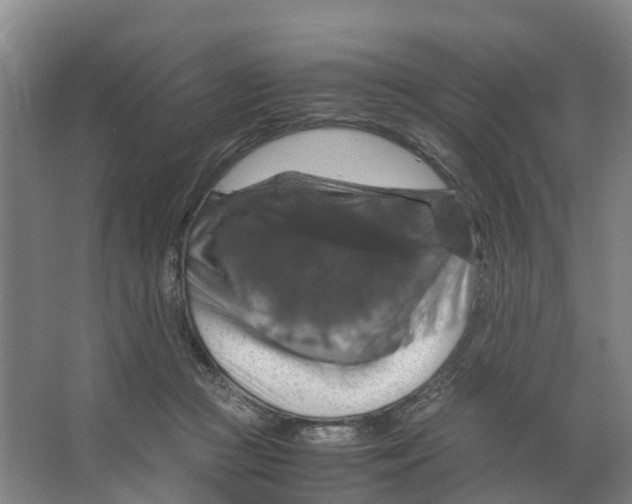 X0000066540361200604141911