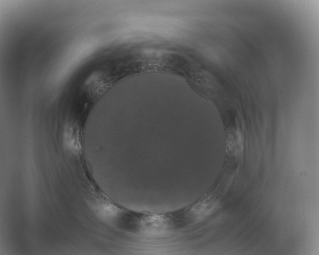 X0000066540431200604141910