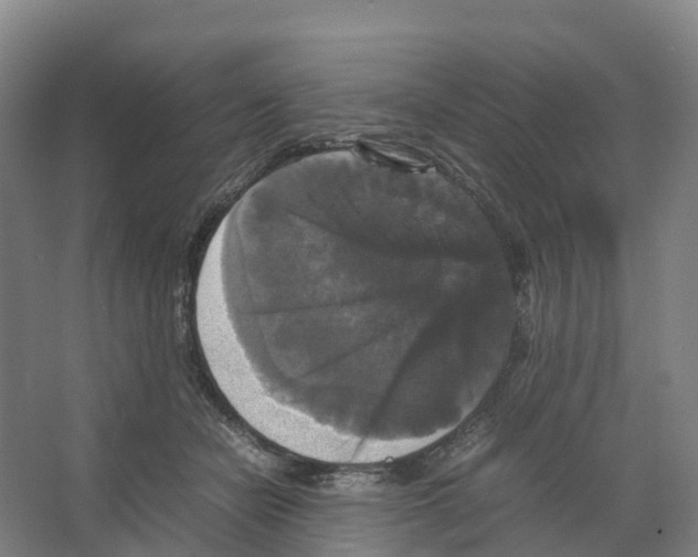 X0000066540462200604141910