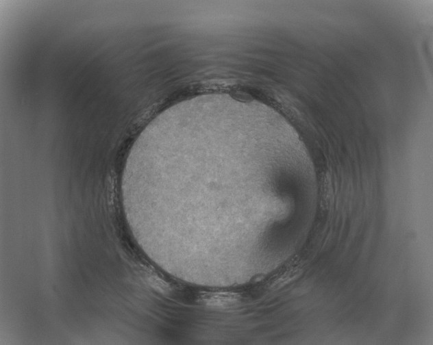 X0000066540463200604141910