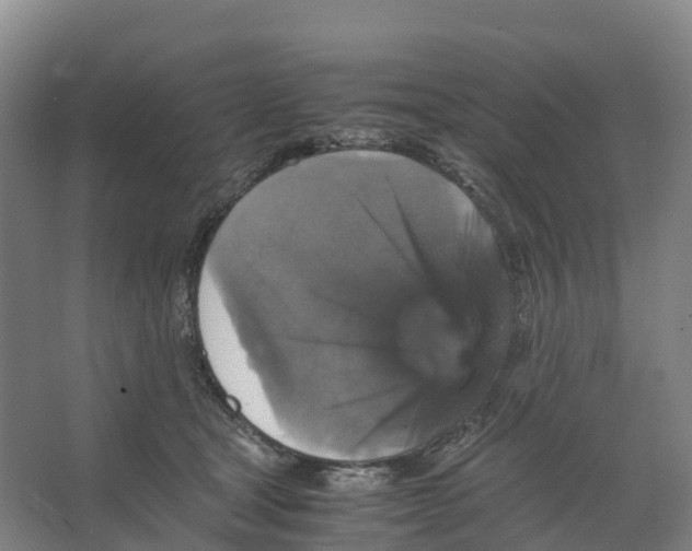 X0000066540465200604141910