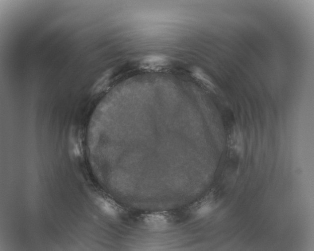 X0000066540572200604141908