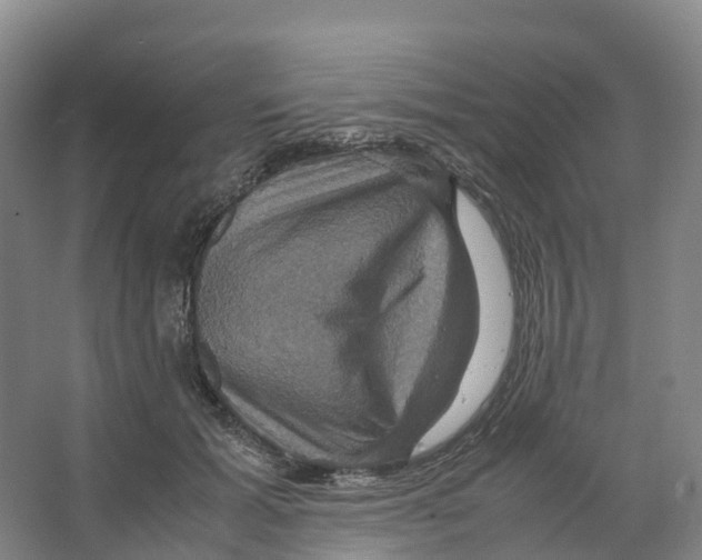 X0000066540605200604141907